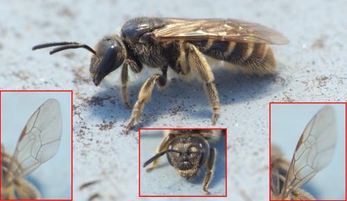 Réf. 281 819 : Halictus sp.